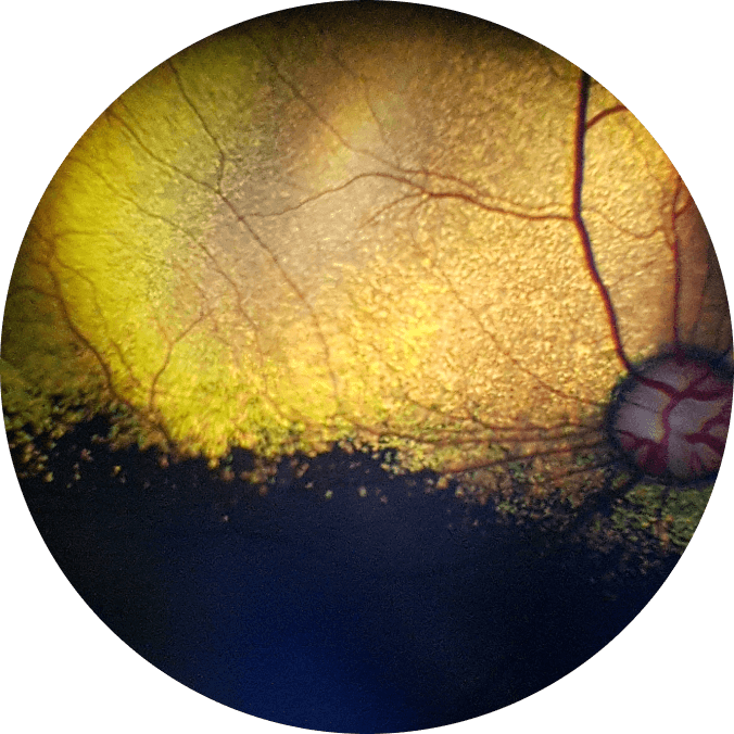 American Cocker Spaniel,